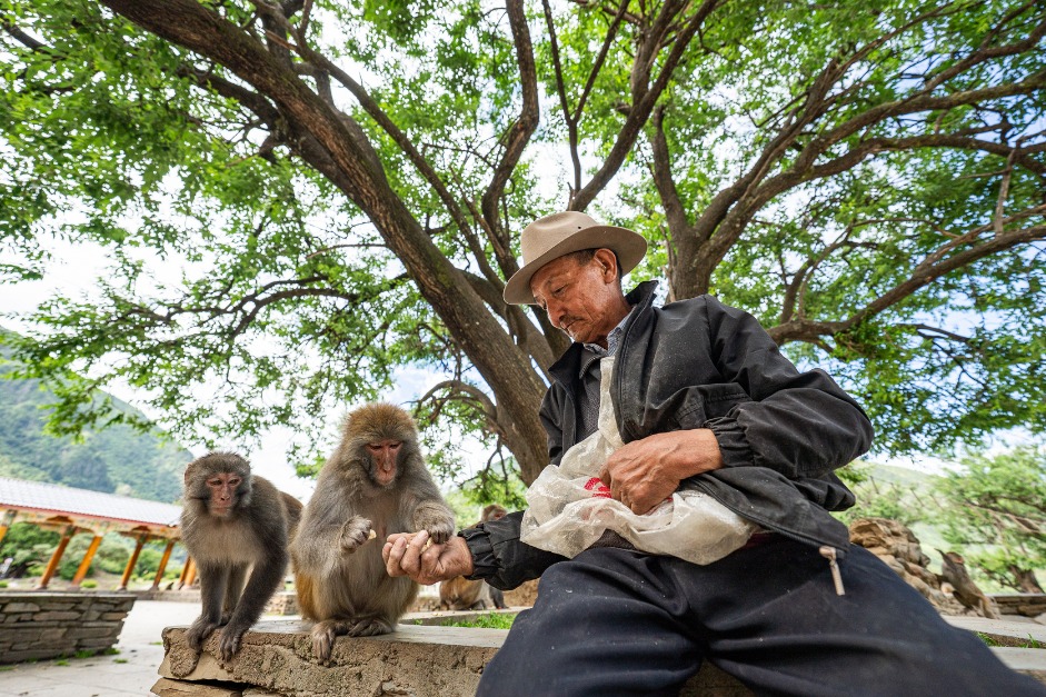 Pic story of Tibetan macaques protector in Xizang